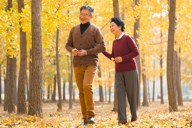 イチョウ林の中を歩く老夫婦